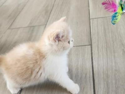 Candy - Persian - Gallery Photo #1
