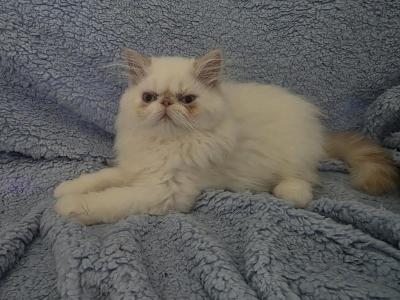 Litter A - Persian - Gallery Photo #1