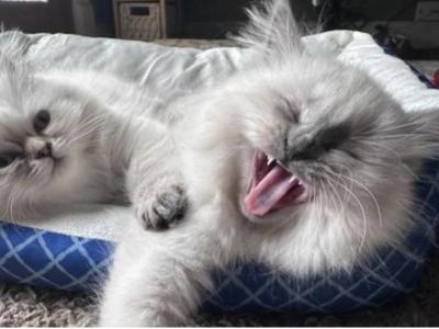 Lazor - Himalayan - Gallery Photo #1