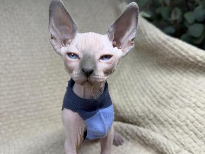 Sphynx Kittens - Sphynx - Gallery Photo #1