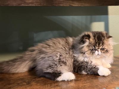 Lenna - Persian - Gallery Photo #1