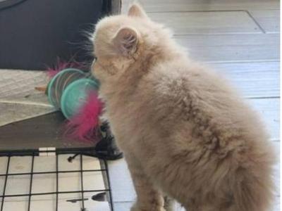 Cotton Candy - Persian - Gallery Photo #1
