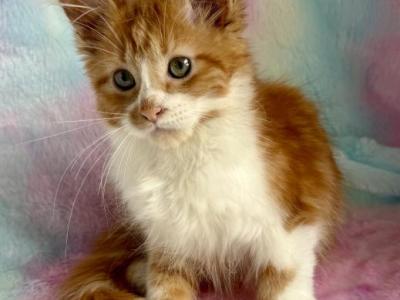 Starla - Maine Coon - Gallery Photo #1