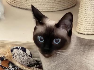 Sealpoint Female - Siamese - Gallery Photo #1