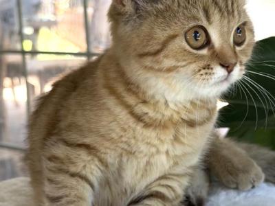 British Female - British Shorthair - Gallery Photo #1