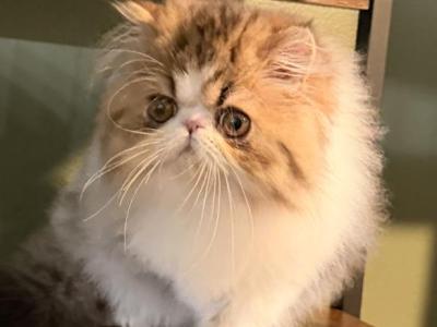 Loak - Persian - Gallery Photo #1