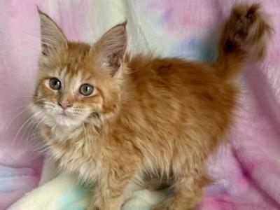 Honey - Maine Coon - Gallery Photo #1