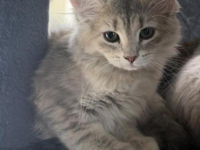 Blue Amber Classic Torbie Karpati Pink Female - Siberian - Gallery Photo #1