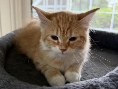 Red Amber Mackerel Tabby White Lime Male Kitten - Siberian - Gallery Photo #1