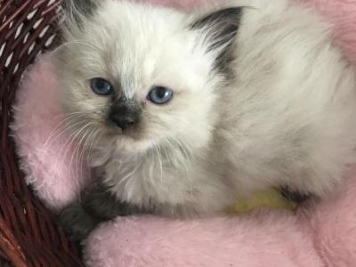 Ragdoll Babies - Ragdoll - Gallery Photo #1