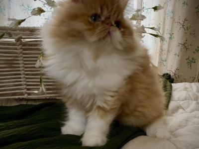 Longhair And Shorthair Exotics Looking For Homes - Exotic - Gallery Photo #1