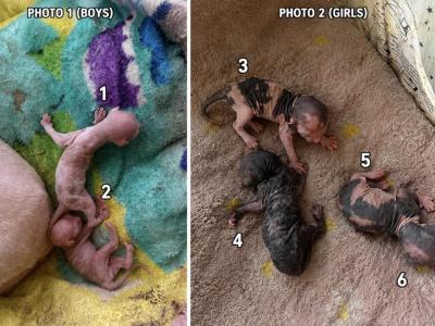 Mary - Sphynx - Gallery Photo #1