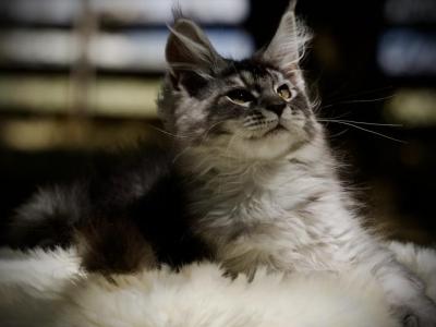 Mr Cherry - Maine Coon - Gallery Photo #1