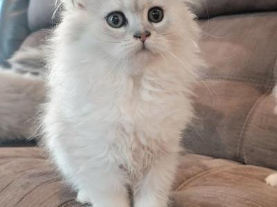 Shaded Silver Babies - Persian - Gallery Photo #1