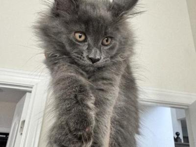 Lipa The Big Paw Club - Maine Coon - Gallery Photo #1