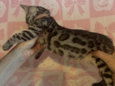 Nova Babies - Bengal - Gallery Photo #1