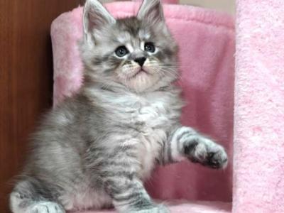 Maine Coon Alexander - Maine Coon - Gallery Photo #1
