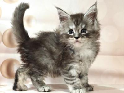 Maine Coon Favourite - Maine Coon - Gallery Photo #1
