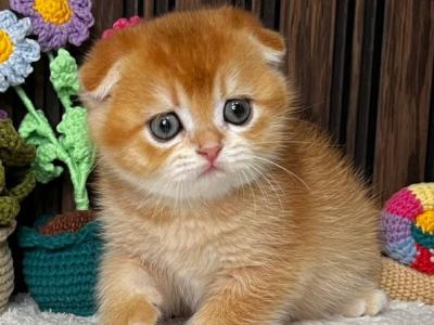 Scottish Nefertiti - Scottish Fold - Gallery Photo #1