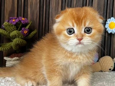 Scottish Nala - Scottish Fold - Gallery Photo #1