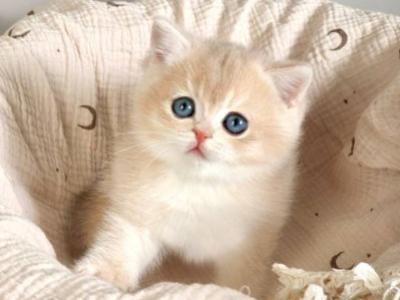 British Yasha - British Shorthair - Gallery Photo #1
