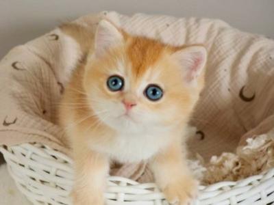 British Yan - British Shorthair - Gallery Photo #1