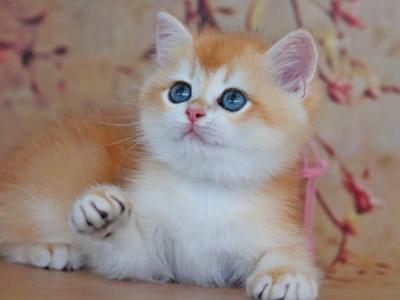 British Yvonne - British Shorthair - Gallery Photo #1