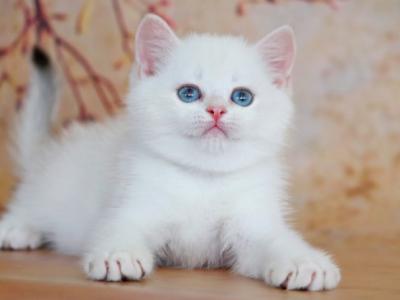 British Yanis - British Shorthair - Gallery Photo #1