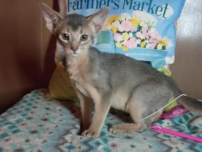 Blue Boy Indigo Blues Clues Muse - Abyssinian - Gallery Photo #1