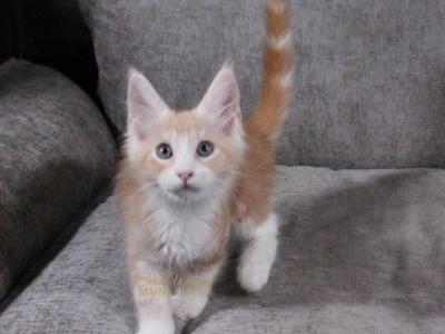 J R In Pavilion NY - Maine Coon - Gallery Photo #1