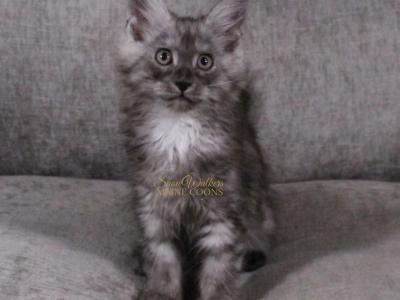 Obsession 2 In Pavilion NY - Maine Coon - Gallery Photo #1