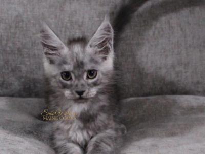 Mighty In Pavilion NY - Maine Coon - Gallery Photo #1