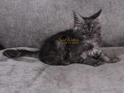 Hela In Pavilion NY - Maine Coon - Gallery Photo #1