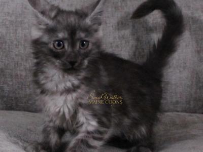 Obsession 1 In Pavilion NY - Maine Coon - Gallery Photo #1