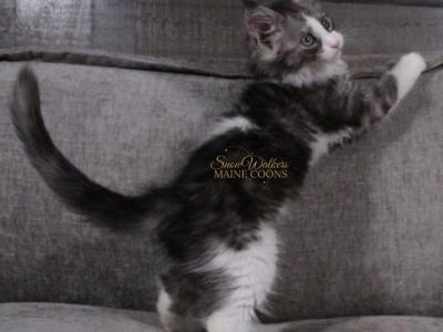 Furby In Pavilion NY - Maine Coon - Gallery Photo #1