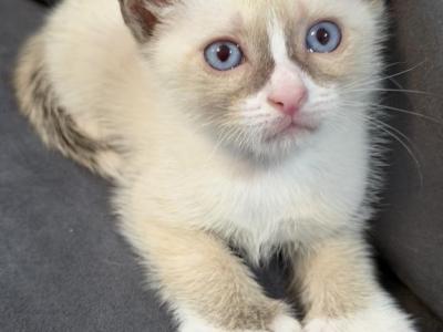 Cute Siamese - Siamese - Gallery Photo #1
