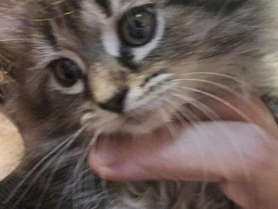 Ragamuffin Female Kitten - Ragamuffin - Gallery Photo #1