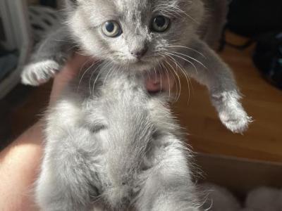 Kitten 2 - Scottish Straight - Gallery Photo #1