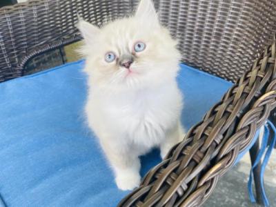 Ragdoll Kittens - Ragdoll - Gallery Photo #1