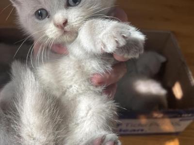 Kitten 6 - British Shorthair - Gallery Photo #1