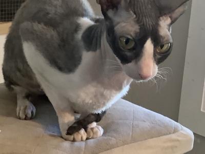 Brianna - Cornish Rex - Gallery Photo #1