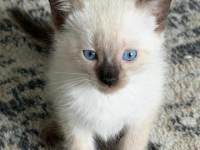 Edward Bonded With Sayla - Siamese - Gallery Photo #1