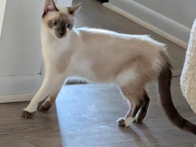 Sayla Bonded With Edward - Siamese - Gallery Photo #1