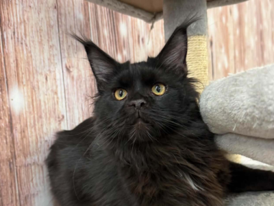 Nemo - Maine Coon - Gallery Photo #1