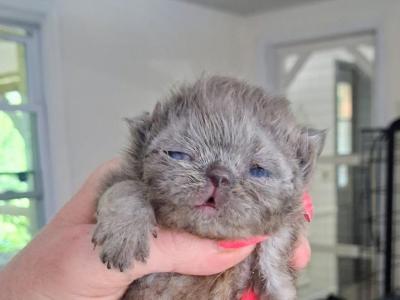 Cfa Blue Persian Girl Kitten - Persian - Gallery Photo #1