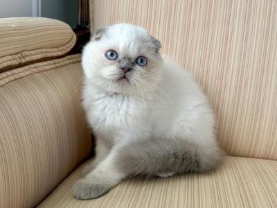 Scottish Fold Color Point Male - Scottish Fold - Gallery Photo #1