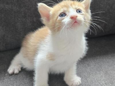 Timmie - Domestic - Gallery Photo #1