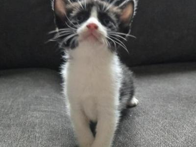 Addi - Domestic - Gallery Photo #1