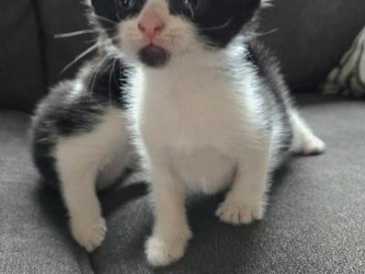 Jimmy - Domestic - Gallery Photo #1