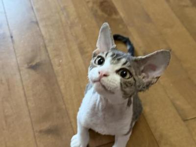 Hotpot - Devon Rex - Gallery Photo #1
